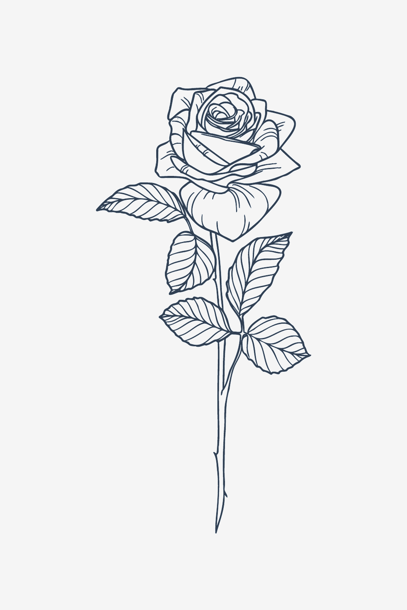 Rosa classica