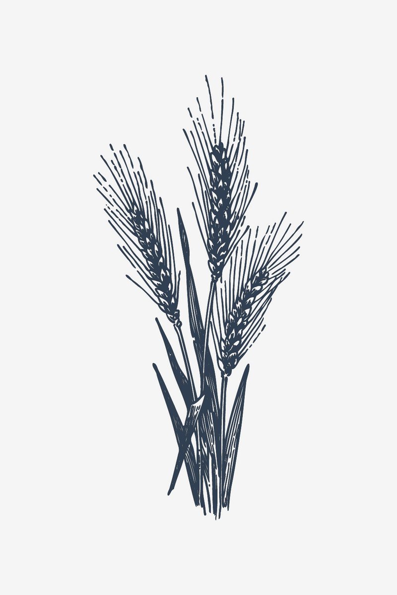 Spezie di grano