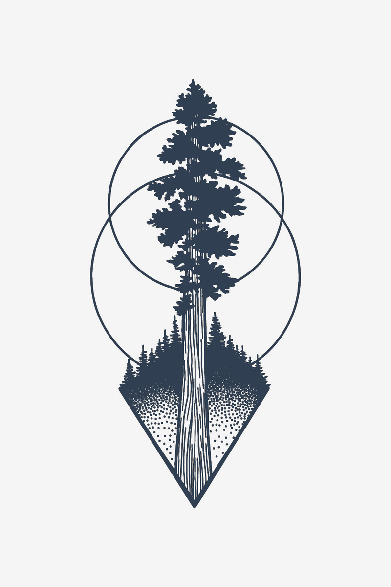 Conifera