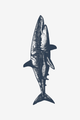 Predatore