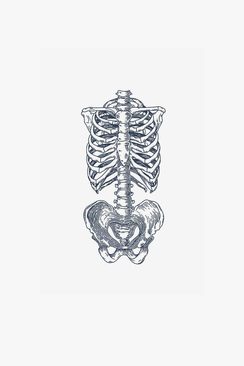 Anatomia