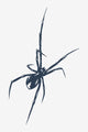 Aracne